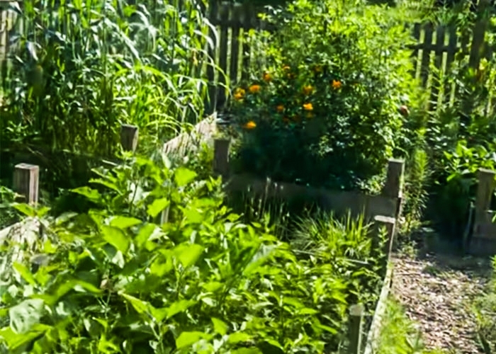 Corliss Park with flourishing raised beds