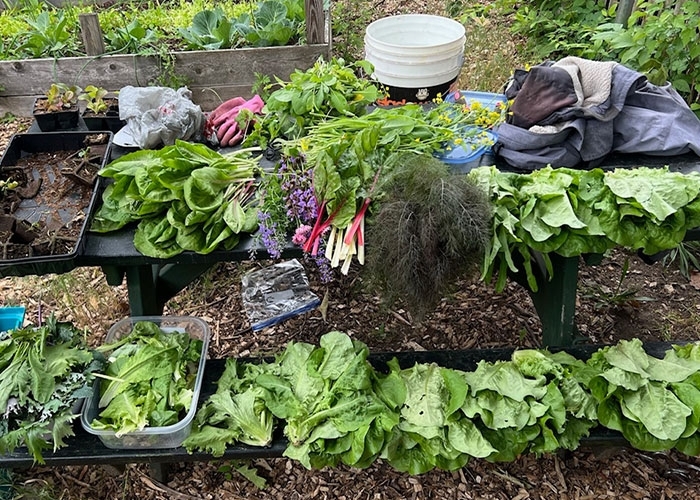 Vegetables gathered in a garden