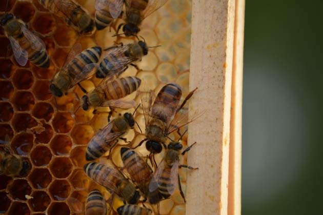 Bees