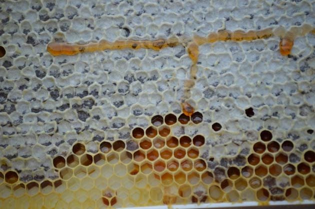Honeycomb 