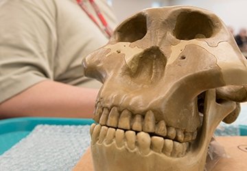 Skull near a student in anthropology class
