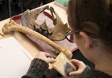 Student examining bones in anthropology class