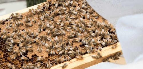 close up photo of beehive