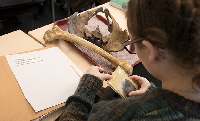 Student examining bones in anthropology class
